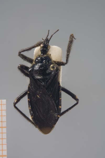 Apiomerus